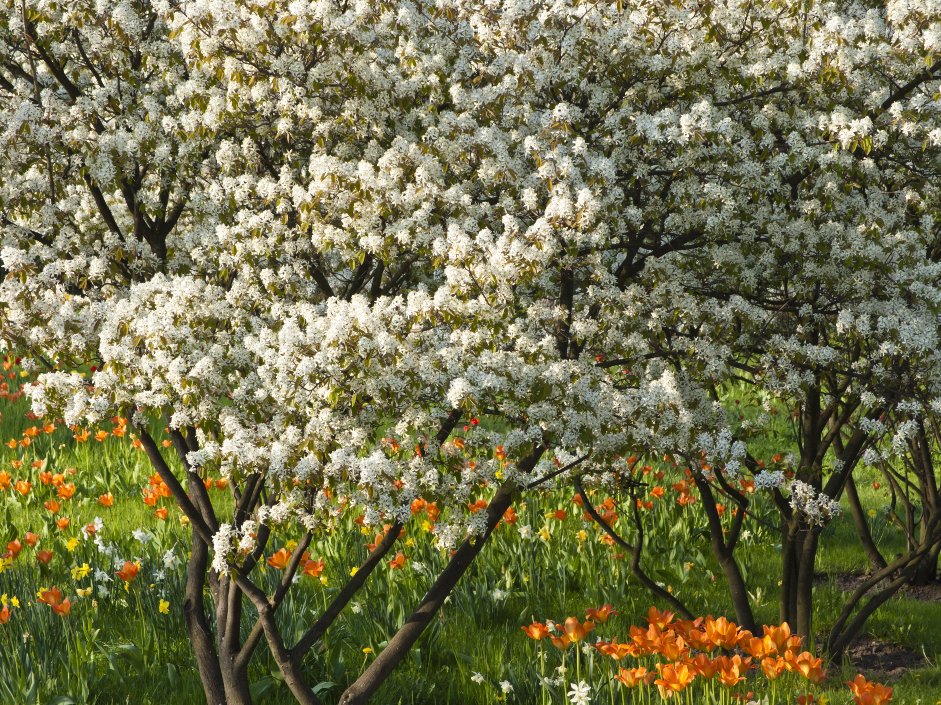 Die Felsenbirne ist die Gartenpflanze des Jahres