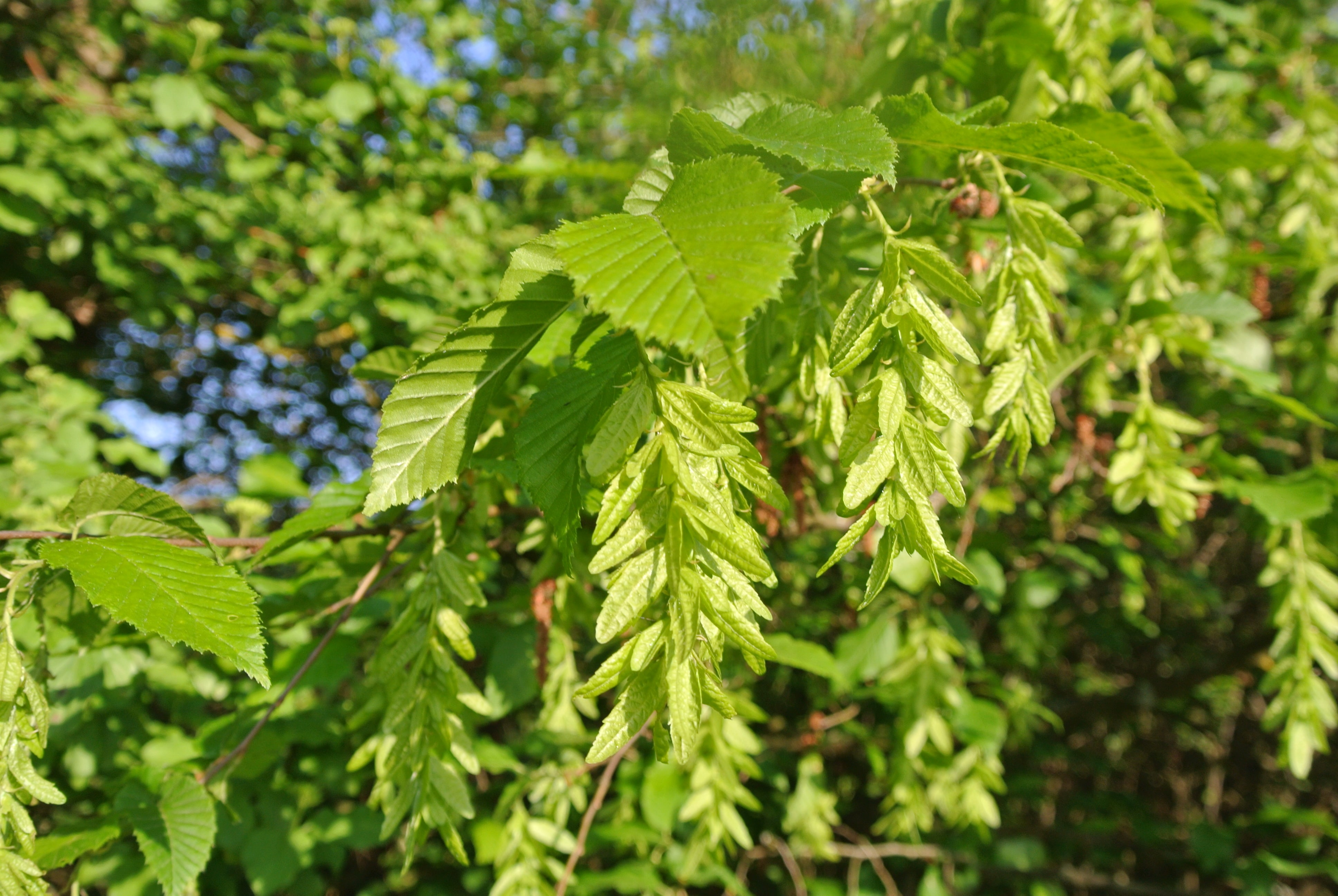 Der Baum des Jahres 2019 die Hopfenbuche Bauernzeitung